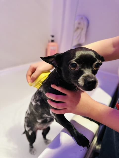 Köpek ve kedi banyo ve evcil hayvan bakımı için Enalita Pet masaj fırçası (Mavi)