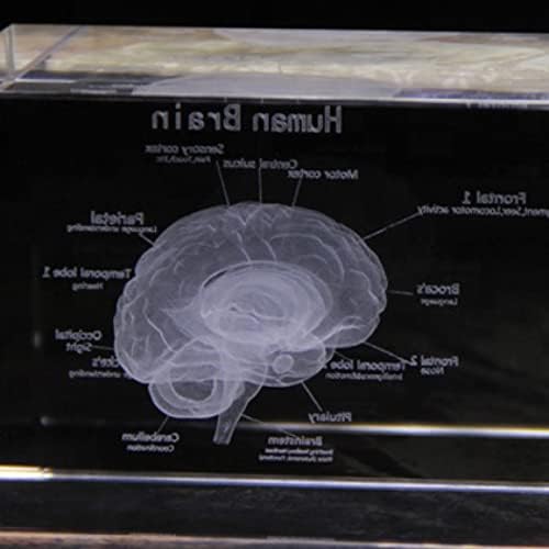 3D Beyin Yapısı Kesim Kazınmış Cam Küp Lazer Kazınmış Kristal Küp model beyin Hastane Hediyelik Eşya Hediye