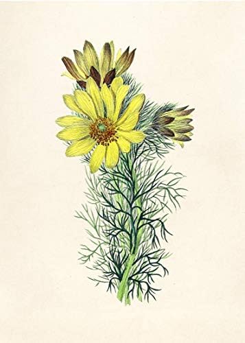 Vintage Botanik Baskılar | Ink Inc. ' den Güzel Kır Çiçekleri. / Çiçek Duvar Sanatı / Boho Çiftlik Evi Dekoru / 9