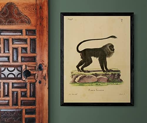 Kahverengi Mantled Demirhindi Primat Maymun Vintage Yaban Hayatı Sınıf Ofis Dekor Zooloji Antika İllüstrasyon Güzel