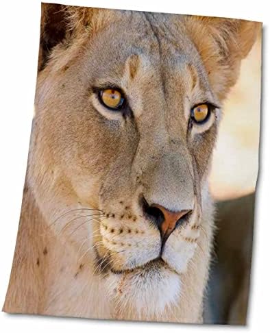 3dRose Dişi Aslan, Kgalagadi Sınır Ötesi Parkı, Kuzey Burnu, Güney Afrika. - Havlular (twl-206838-3)